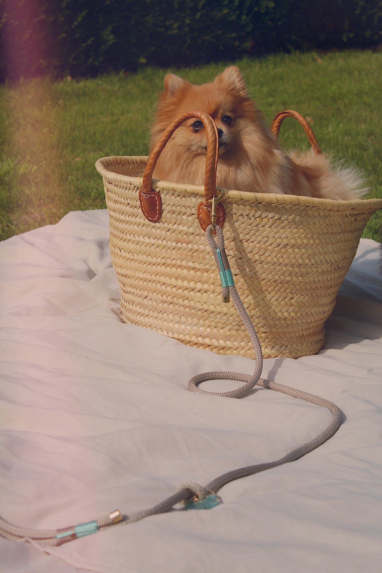 Hondenlijn 'Ocean crystal'